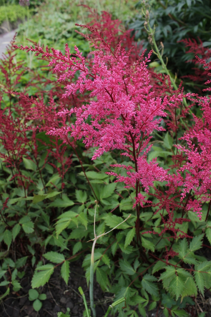 Изображение особи Astilbe simplicifolia.