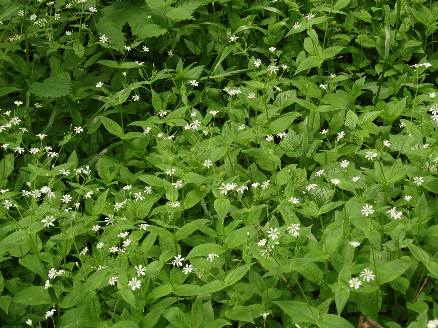 Image of Stellaria nemorum specimen.