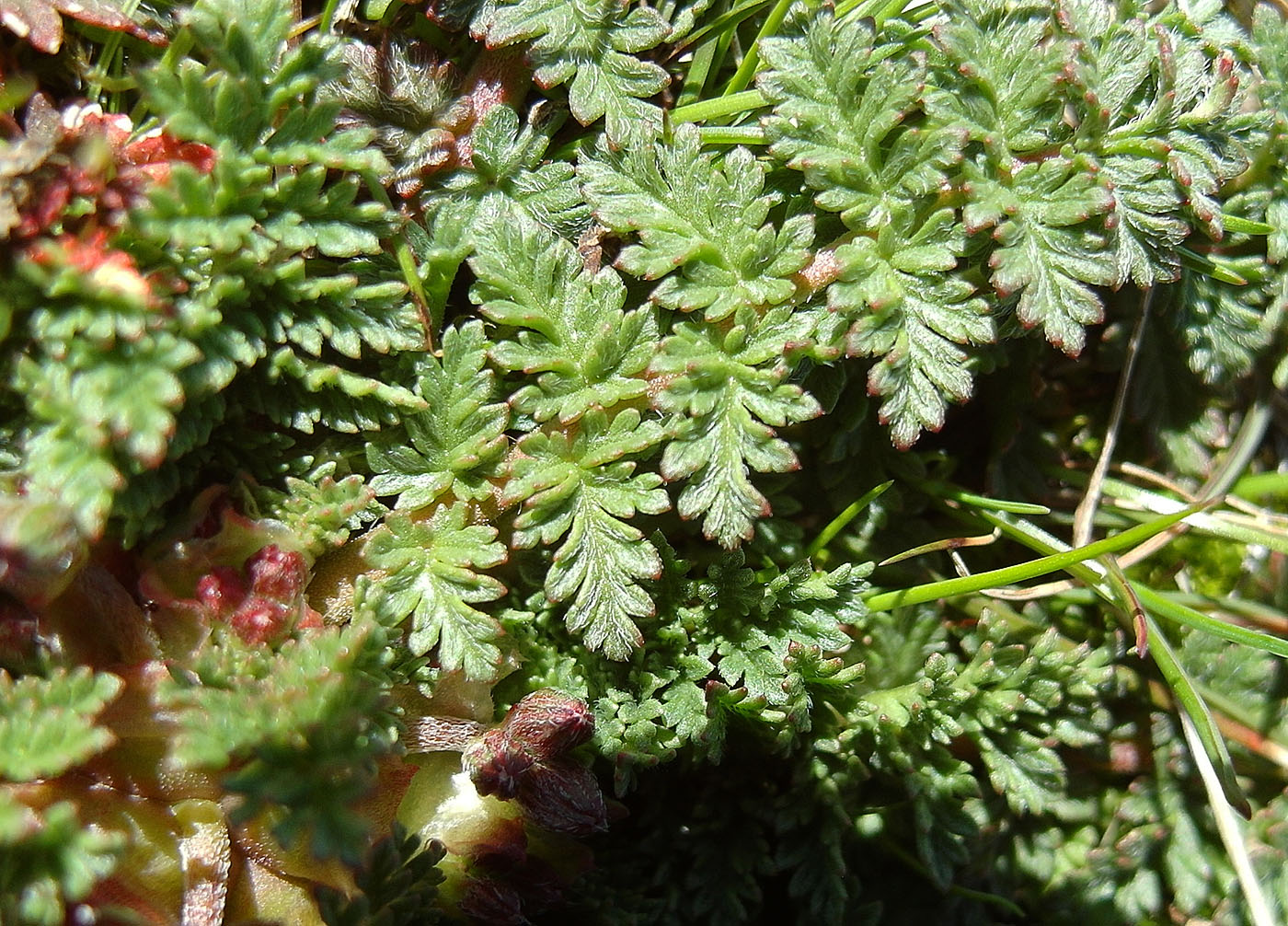 Изображение особи Erodium cicutarium.