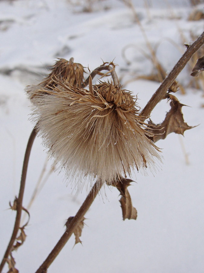 Изображение особи Cirsium pendulum.