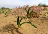 Смотреть изображение Allium caspium