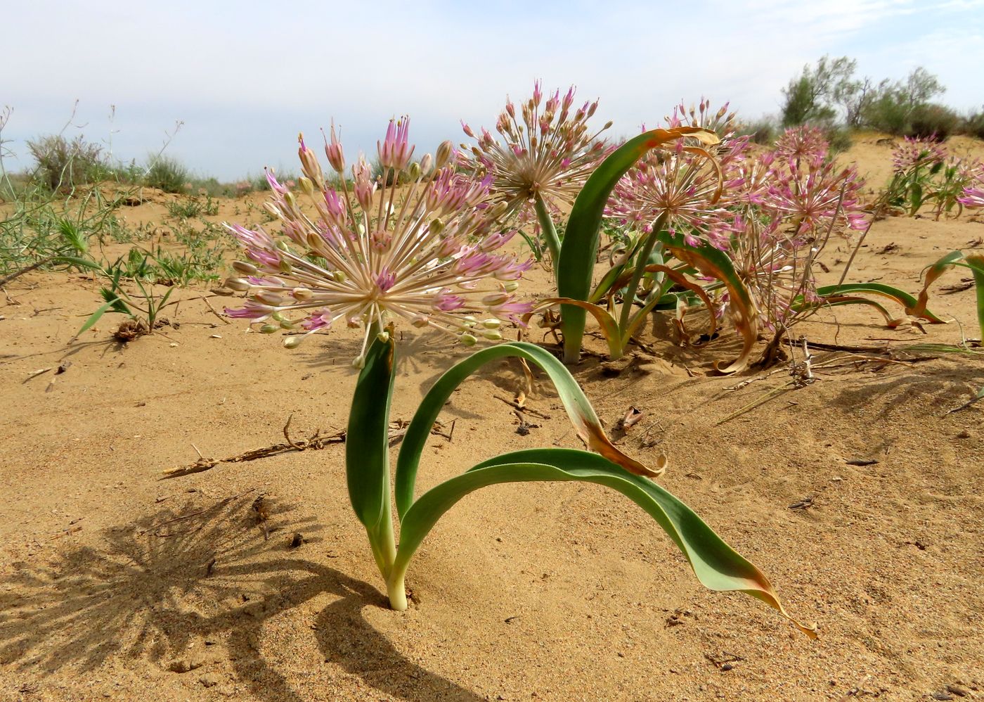 Изображение особи Allium caspium.