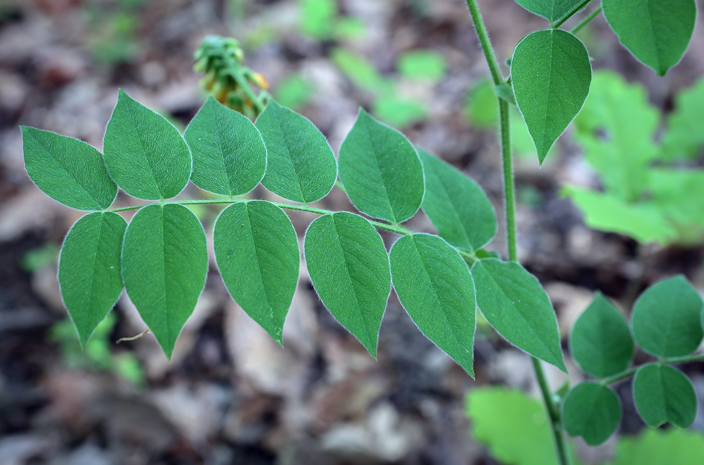 Image of Vicia crocea specimen.