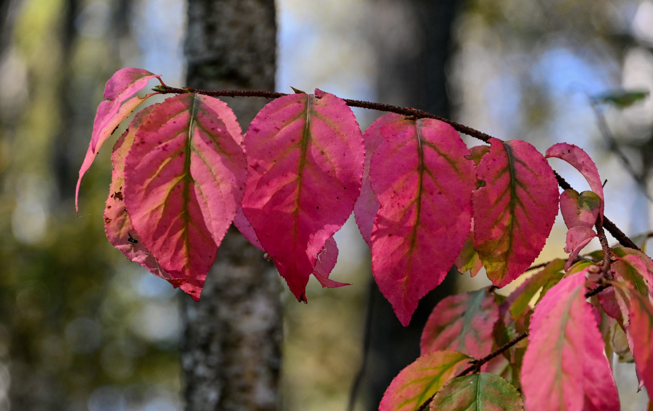 Image of Euonymus verrucosus specimen.