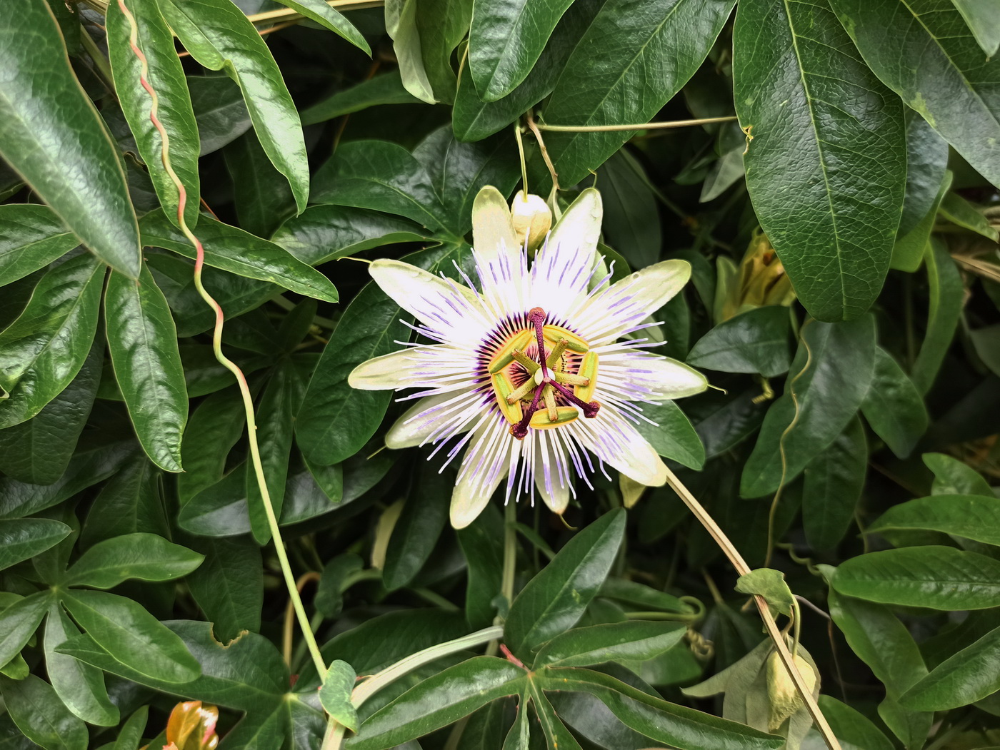 Изображение особи Passiflora caerulea.