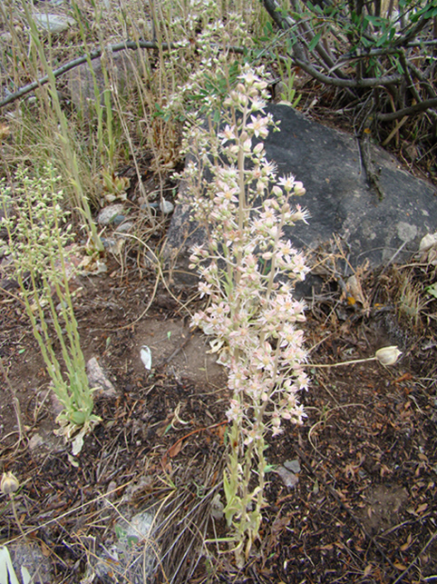 Image of Rosularia paniculata specimen.