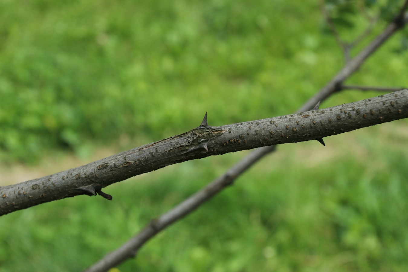 Image of genus Robinia specimen.