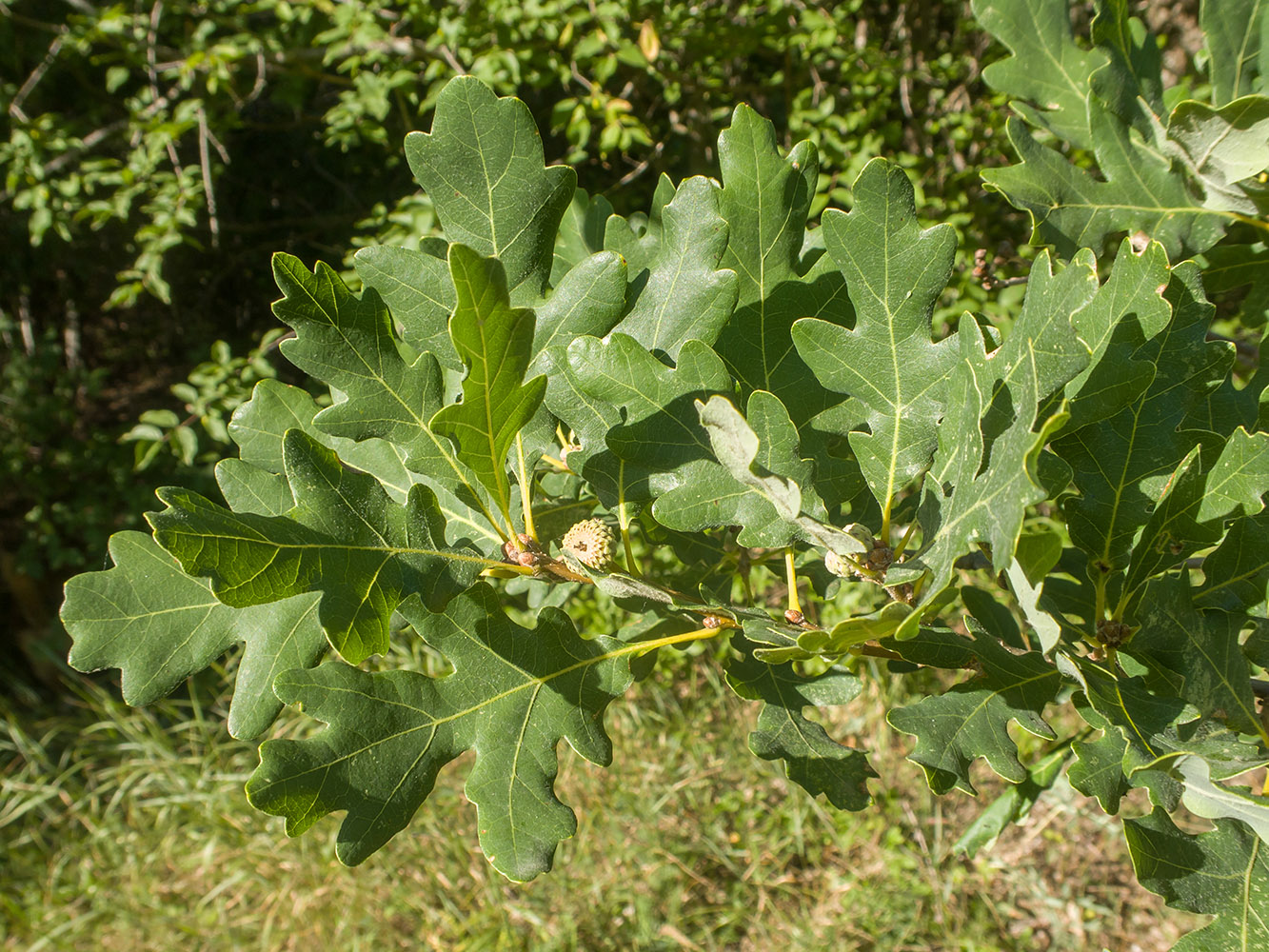 Изображение особи Quercus pubescens.