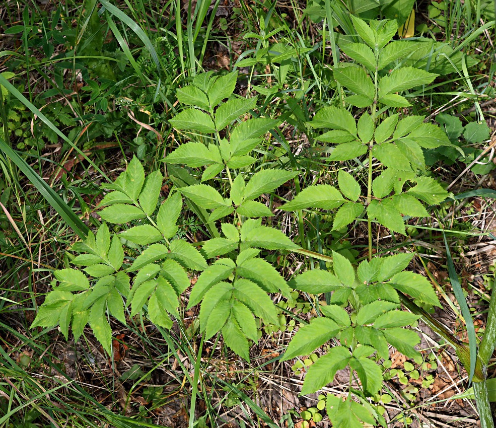 Изображение особи Angelica sylvestris.