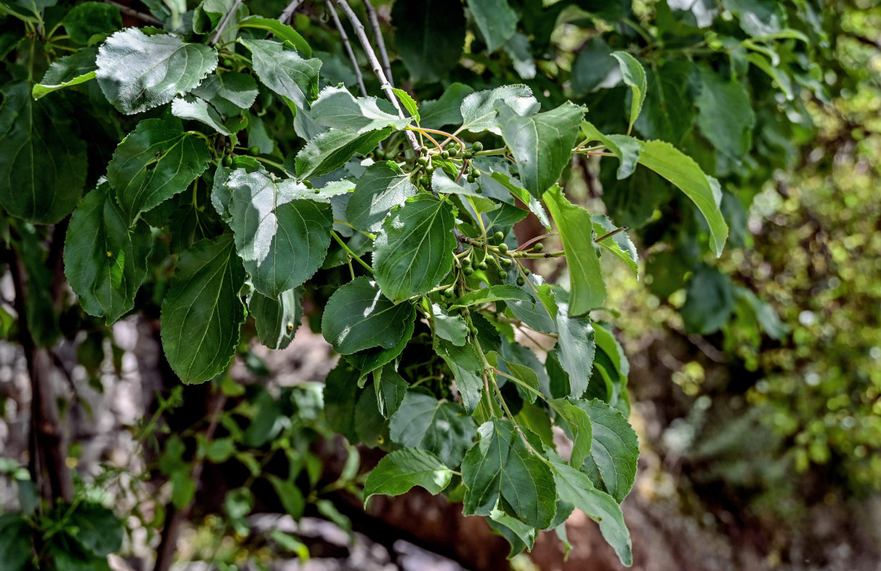 Image of Rhamnus cathartica specimen.