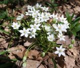 Ornithogalum woronowii. Цветущие растения. Крым, гора Агармыш. 14.04.2024.