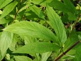 Eupatorium cannabinum. Часть стебля, узел и лист (адаксиальная сторона). Ульяновская обл., окр. г. Димитровград, долина р. Мал. Ерыклы, переходящий в пойменный черноольховник старый смешанный лес, зарастающая просека. 06.07.2023.