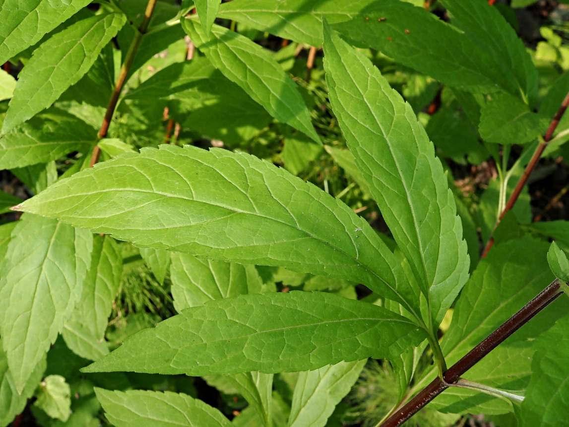 Image of Eupatorium cannabinum specimen.