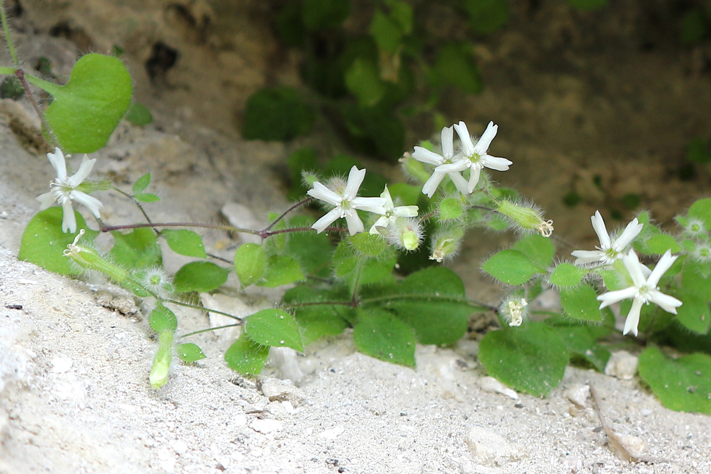 Image of Petrocoma hoefftiana specimen.