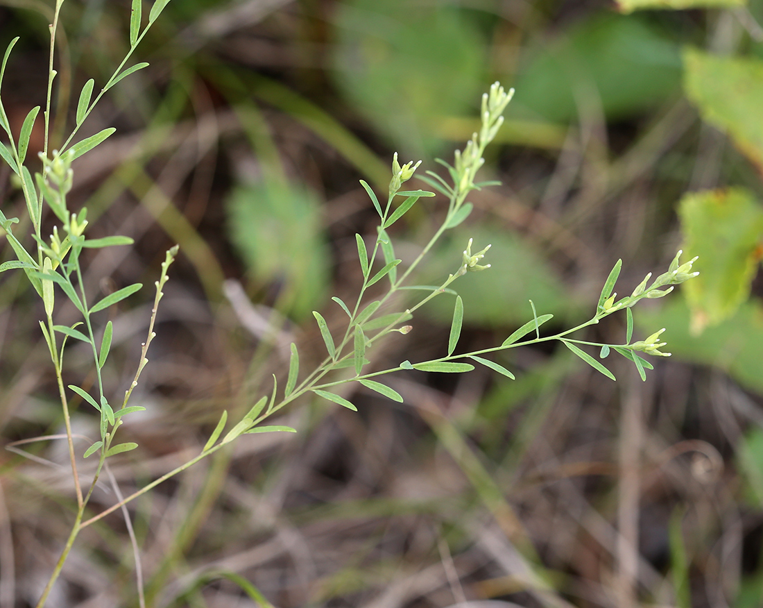 Изображение особи Diarthron linifolium.