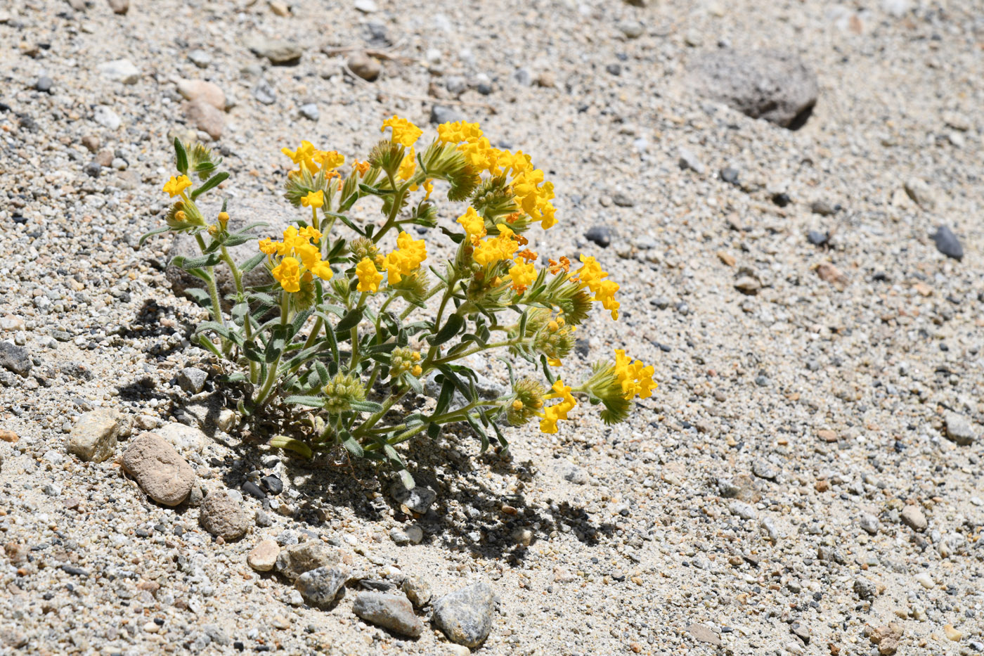 Image of Arnebia decumbens specimen.