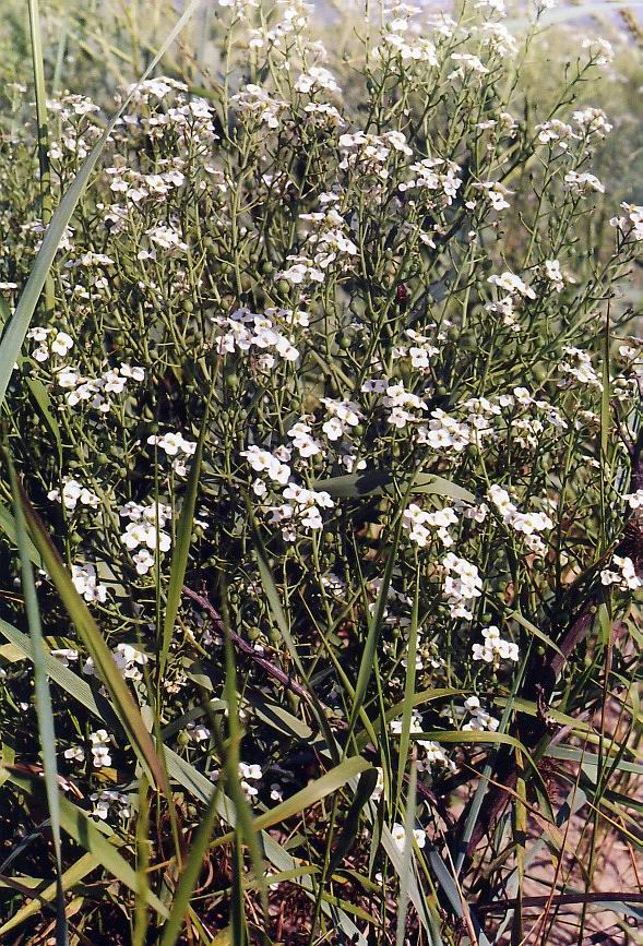 Изображение особи Crambe maritima.