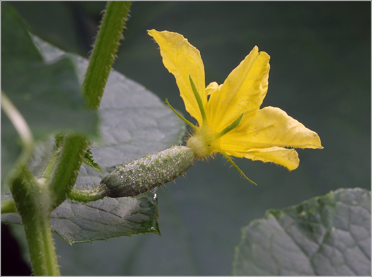 Image of Cucumis sativus specimen.