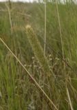 Phleum pratense