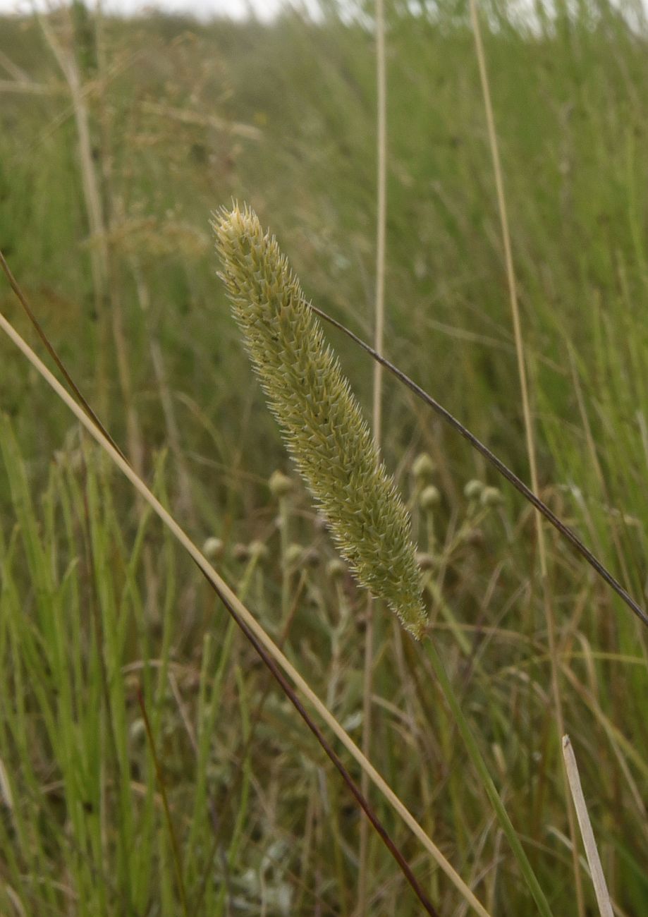 Изображение особи род Phleum.