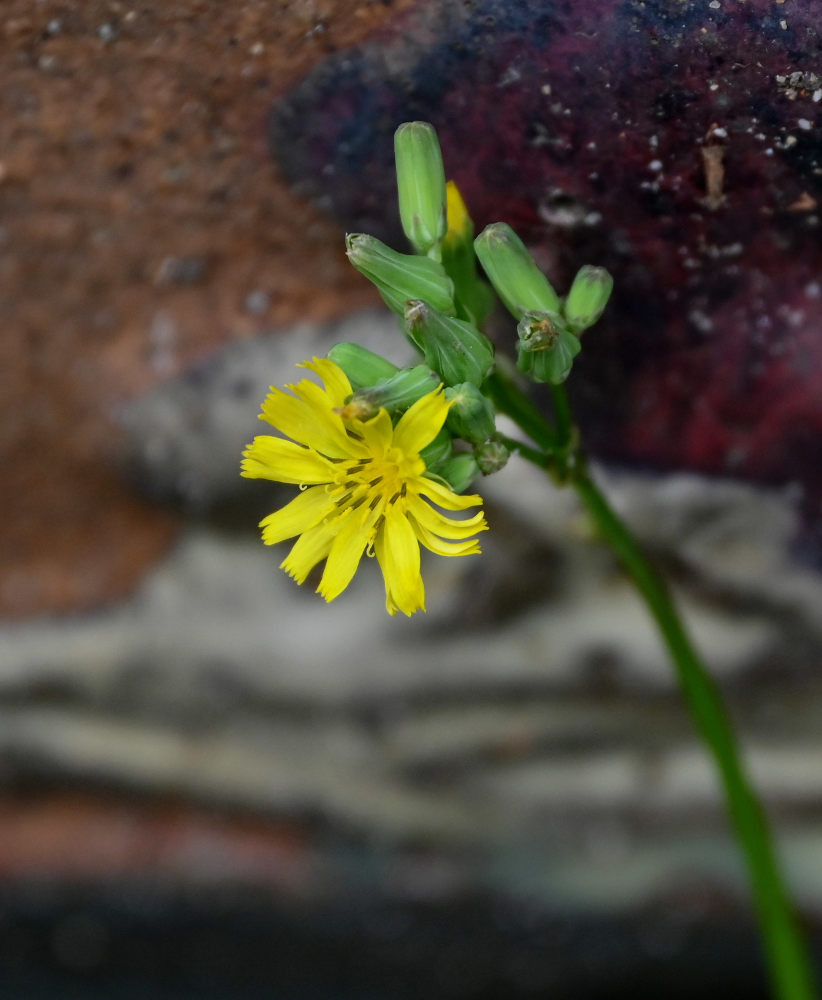 Изображение особи Youngia japonica.