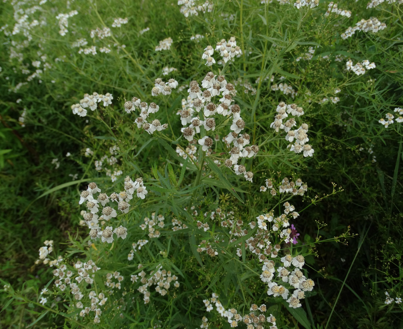 Изображение особи Achillea salicifolia.