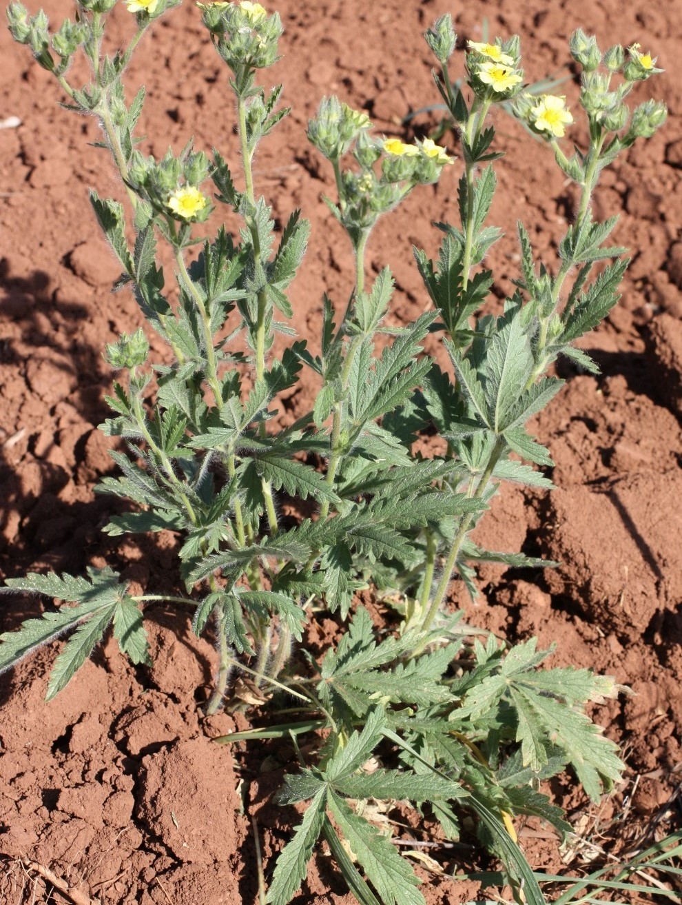 Image of Potentilla pedata specimen.