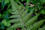 Dryopteris carthusiana. Верхушка вайи с сорусами (вид на абаксиальную поверхность). Московская обл., Пушкинский гор. округ, северо-восточное побережье Учинского водохранилища, смешанный лес. 27.07.2024.