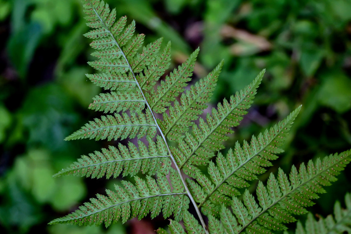 Image of Dryopteris carthusiana specimen.