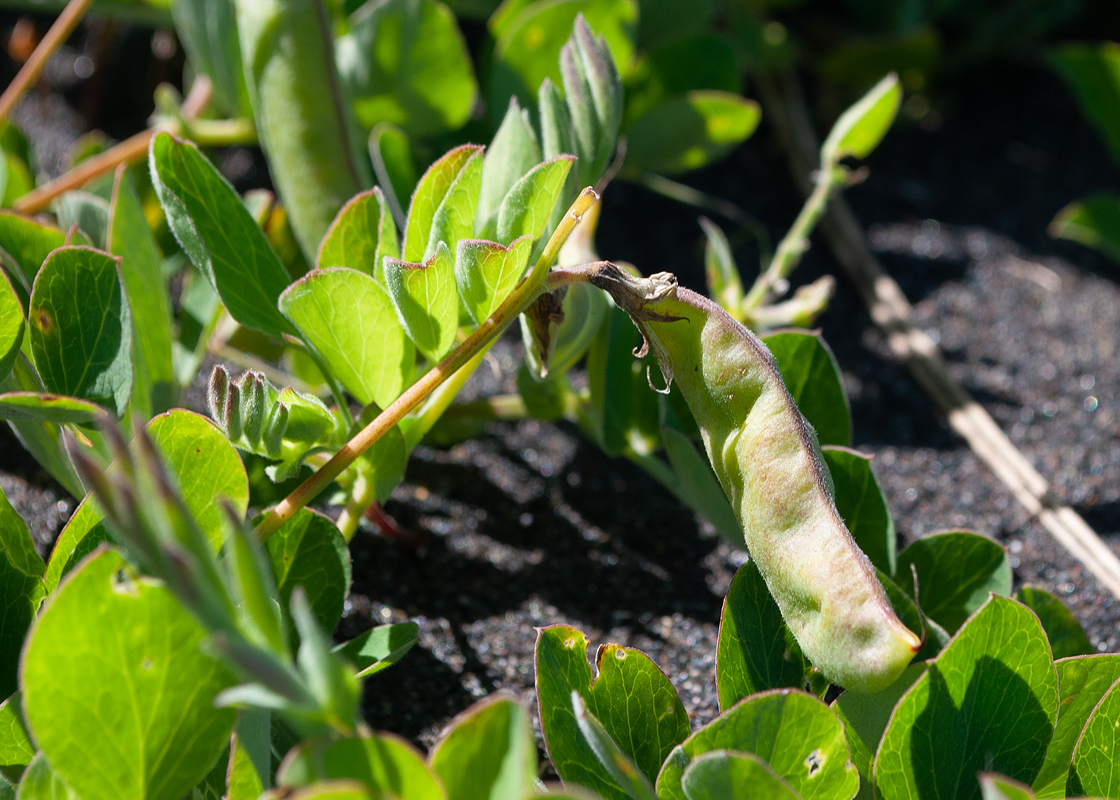 Image of Lathyrus japonicus specimen.