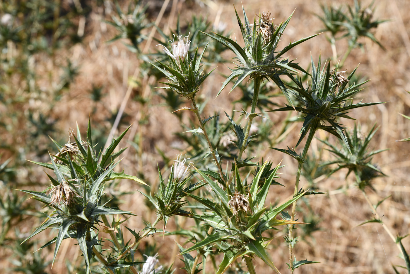 Image of Carthamus lanatus specimen.