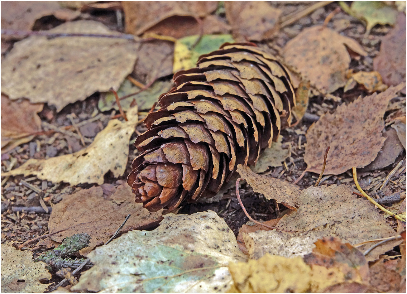 Изображение особи Picea abies.