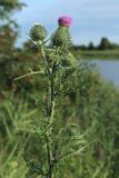 Cirsium vulgare. Верхушка растения с цветущим и развивающимися соцветиями. Беларусь, Витебская обл., окр. пос. Езерище, берег оз. Езерище у зашейка р. Оболь, бровка склона, суходольный разнотравно-злаковый луг. 14.07.2024.