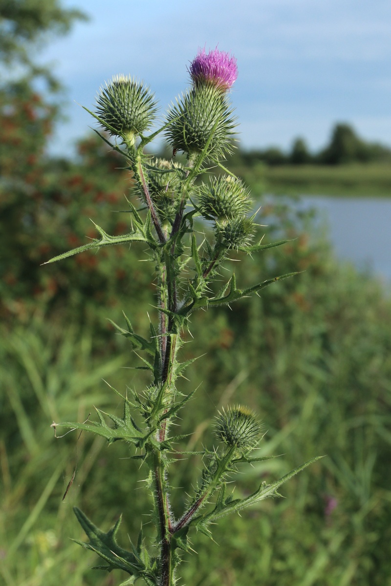 Image of Cirsium vulgare specimen.