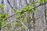View full-size image Ribes mandshuricum