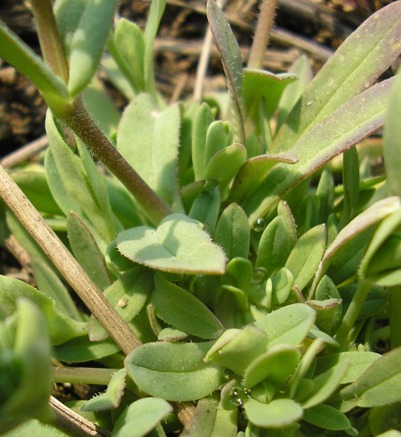 Image of Holosteum umbellatum specimen.