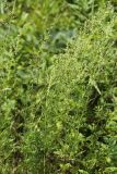 View full-size image Artemisia freyniana