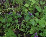 View full-size image Lamium maculatum