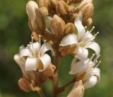 View full-size image Connarus paniculatus