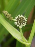 Sparganium microcarpum