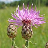 Centaurea stoebe