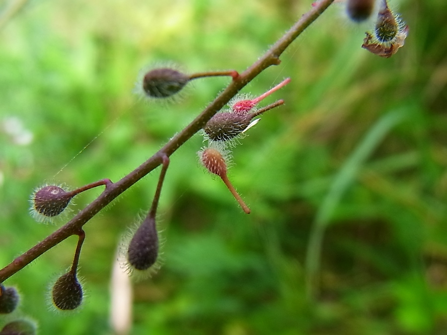 Изображение особи Circaea lutetiana.