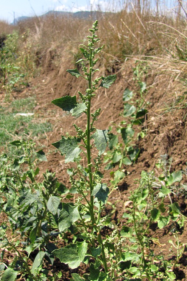 Image of Oxybasis urbica specimen.