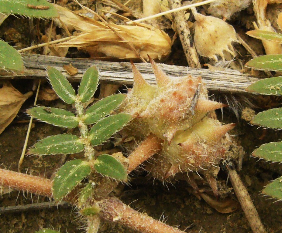 Изображение особи Tribulus terrestris.