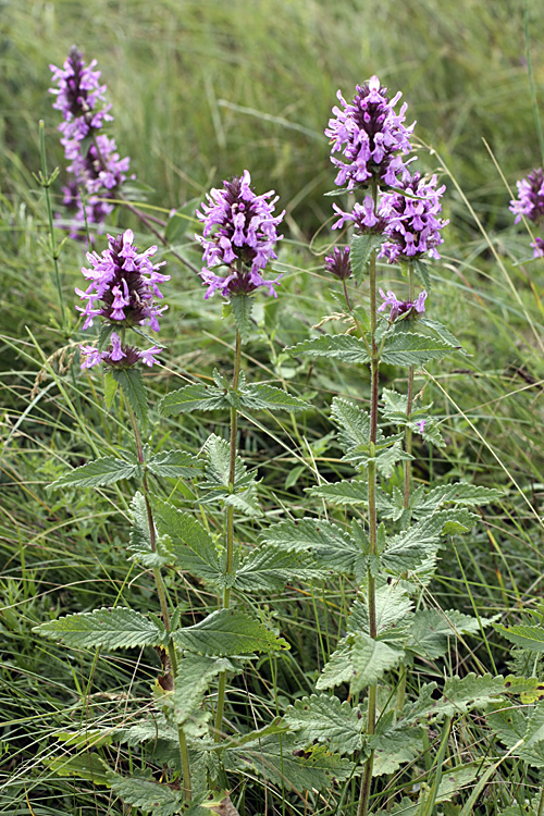 Image of Betonica betoniciflora specimen.