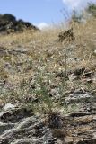 Centaurea pseudosquarrosa. Цветущее растение. Южный Казахстан, Верхний Боролдай, ущ. Карасай, восточный гребень. 30.06.2011.