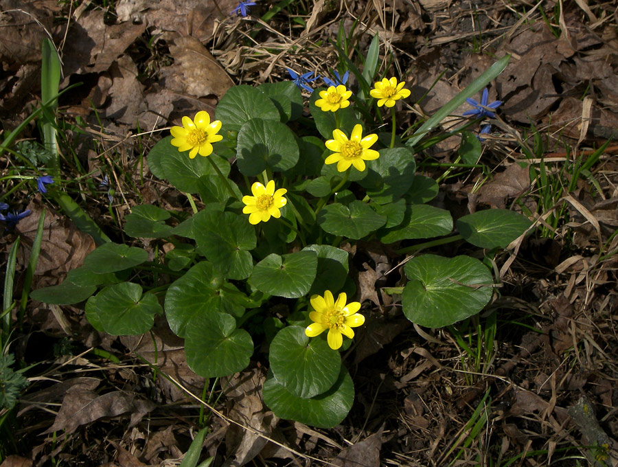 Image of Ficaria calthifolia specimen.