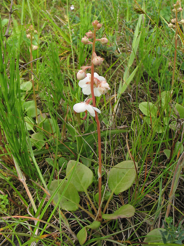 Image of Pyrola rotundifolia ssp. maritima specimen.