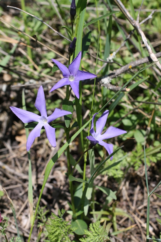 Изображение особи Vinca herbacea.