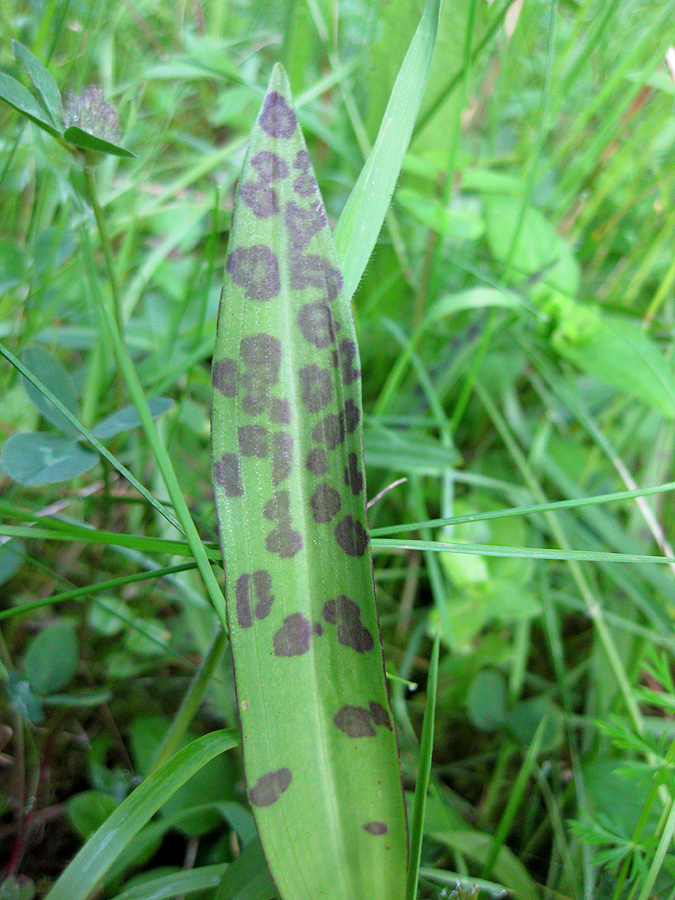 Image of Dactylorhiza majalis specimen.